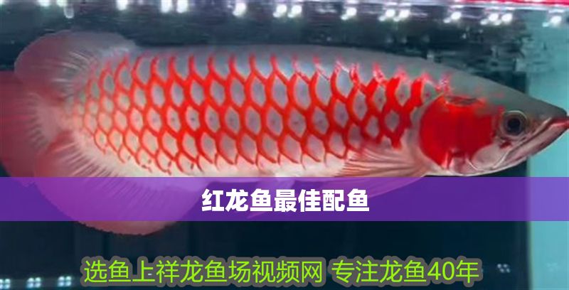 紅龍魚最佳配魚