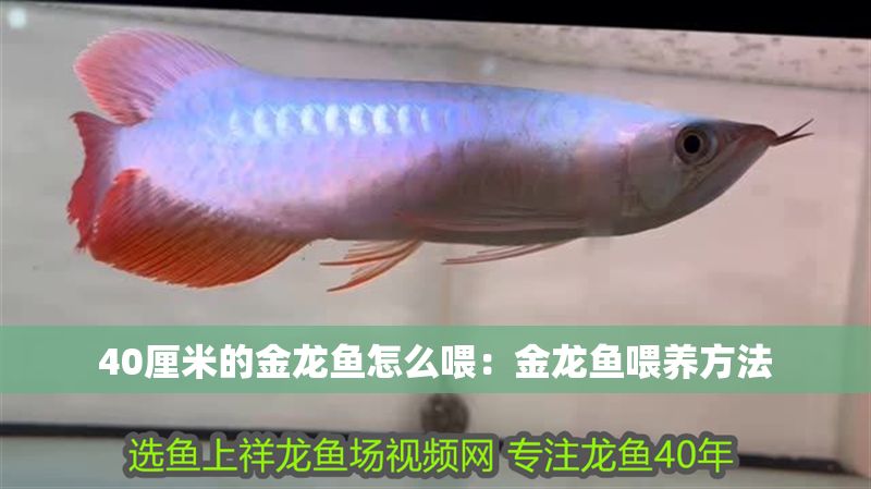 40厘米的金龍魚怎么喂：金龍魚喂養方法