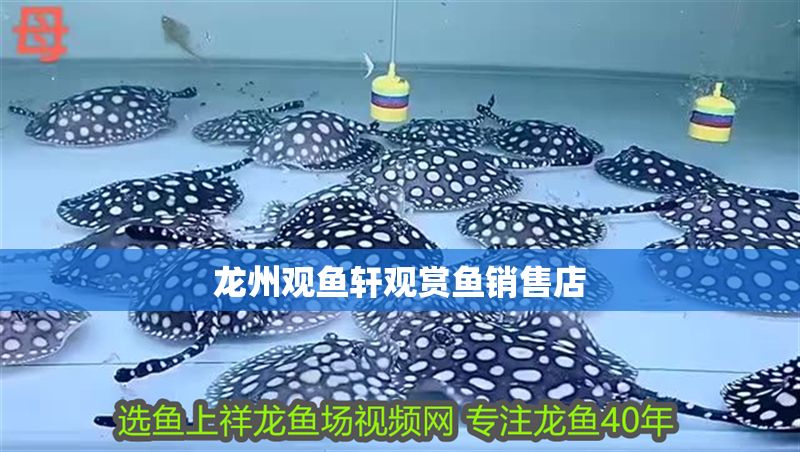龍州觀魚軒觀賞魚銷售店