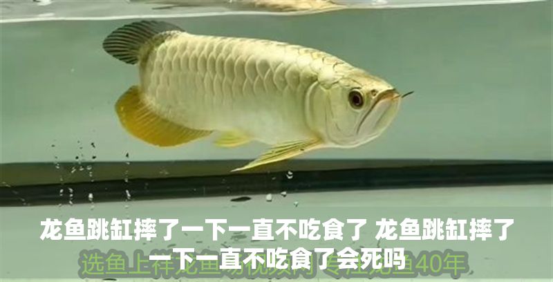 龍魚跳缸摔了一下一直不吃食了 龍魚跳缸摔了一下一直不吃食了會死嗎 龍魚跳缸摔了一下一直不吃食了 龍魚跳缸摔了一下一直不吃食了會死嗎 龍魚百科 第1張