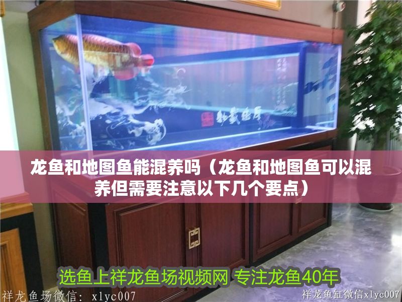 龍魚和地圖魚能混養(yǎng)嗎（龍魚和地圖魚可以混養(yǎng)但需要注意以下幾個(gè)要點(diǎn)） 龍魚和地圖魚能混養(yǎng)嗎（龍魚和地圖魚可以混養(yǎng)但需要注意以下幾個(gè)要點(diǎn)） 龍魚百科 第1張