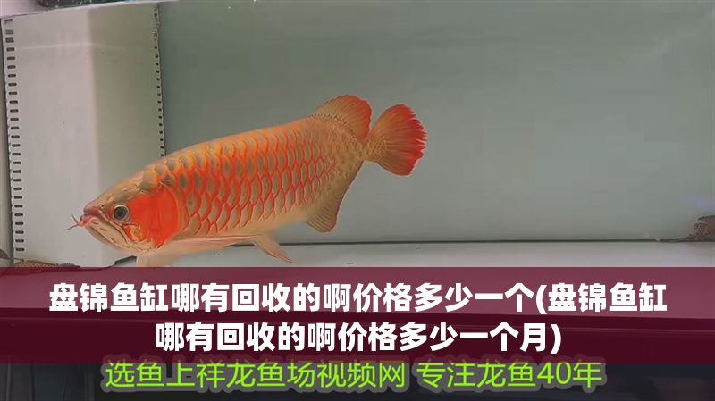 盤錦魚缸哪有回收的啊價格多少一個(盤錦魚缸哪有回收的啊價格多少一個月)