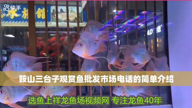 鞍山三臺子觀賞魚批發市場電話的簡單介紹