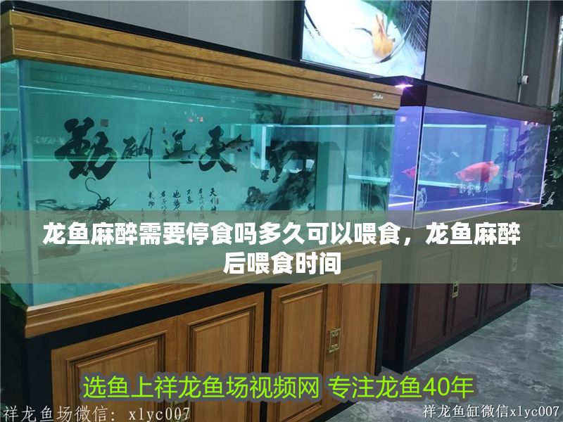 龍魚麻醉需要停食嗎多久可以喂食，龍魚麻醉后喂食時間