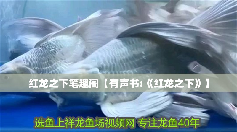 紅龍之下筆趣閣【有聲書:《紅龍之下》】