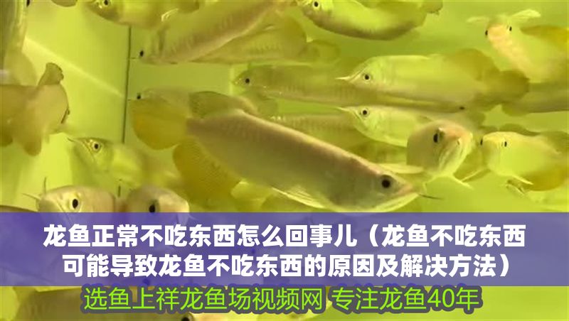 龍魚正常不吃東西怎么回事兒（龍魚不吃東西可能導(dǎo)致龍魚不吃東西的原因及解決方法） 龍魚正常不吃東西怎么回事兒（龍魚不吃東西可能導(dǎo)致龍魚不吃東西的原因及解決方法） 龍魚百科 第2張