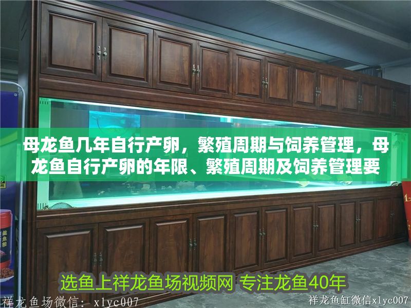 母龍魚幾年自行產(chǎn)卵，繁殖周期與飼養(yǎng)管理，母龍魚自行產(chǎn)卵的年限、繁殖周期及飼養(yǎng)管理要點(diǎn)