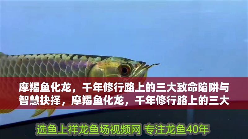 摩羯魚化龍，千年修行路上的三大致命陷阱與智慧抉擇，摩羯魚化龍，千年修行路上的三大致命陷阱與智慧抉擇