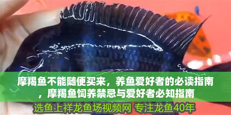 摩羯魚不能隨便買來，養魚愛好者的必讀指南，摩羯魚飼養禁忌與愛好者必知指南