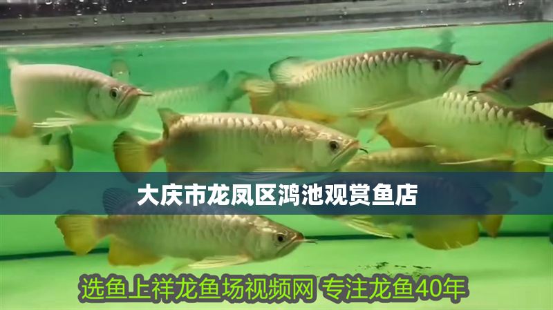 大慶市龍鳳區鴻池觀賞魚店