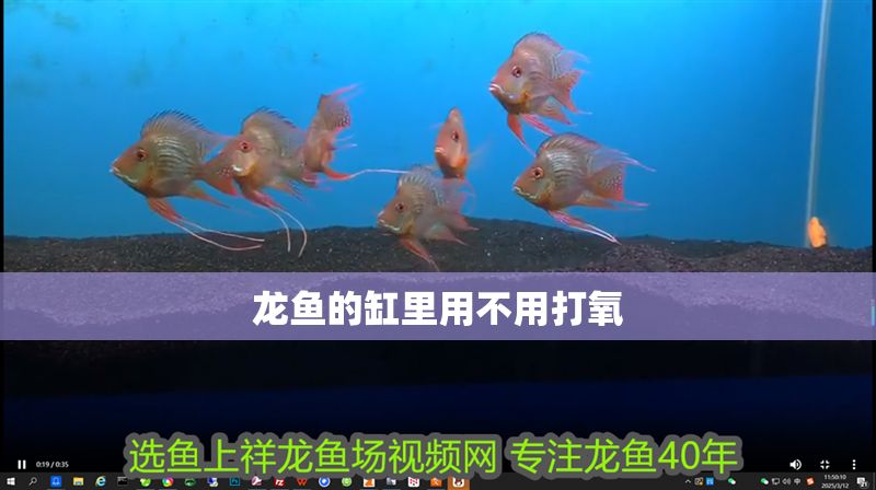 龍魚的缸里用不用打氧