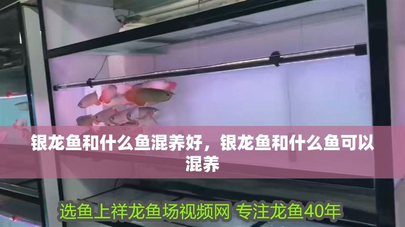 銀龍魚和什么魚混養好，銀龍魚和什么魚可以混養