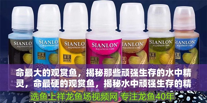 命最大的觀賞魚，揭秘那些頑強生存的水中精靈，命最硬的觀賞魚，揭秘水中頑強生存的精靈