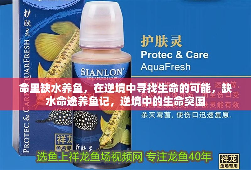 命里缺水養(yǎng)魚，在逆境中尋找生命的可能，缺水命途養(yǎng)魚記，逆境中的生命突圍