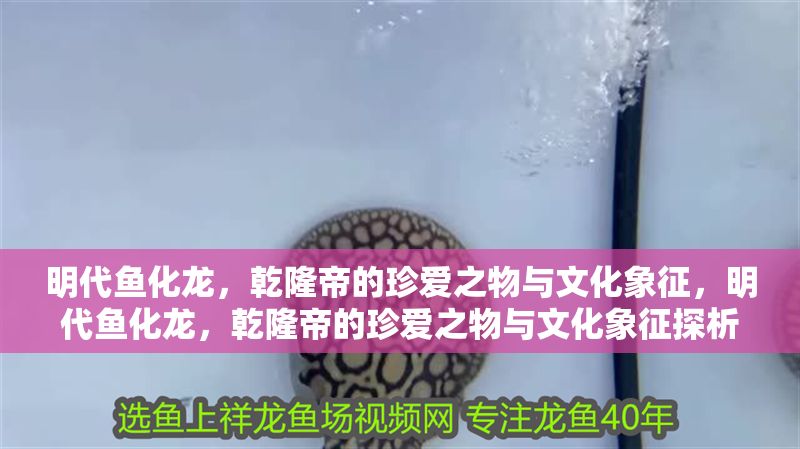 明代魚化龍，乾隆帝的珍愛之物與文化象征，明代魚化龍，乾隆帝的珍愛之物與文化象征探析