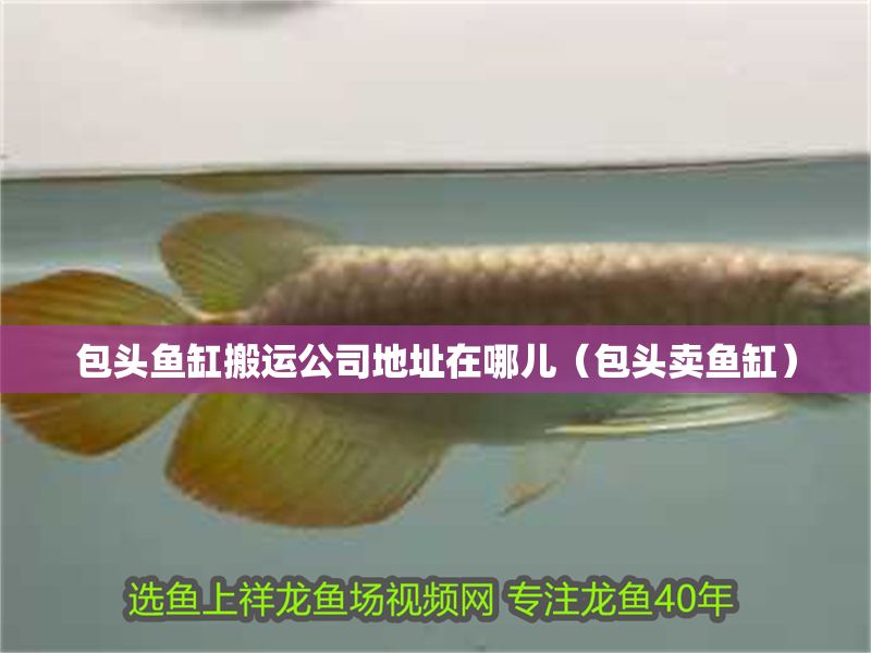 包頭魚缸搬運(yùn)公司地址在哪兒（包頭賣魚缸）