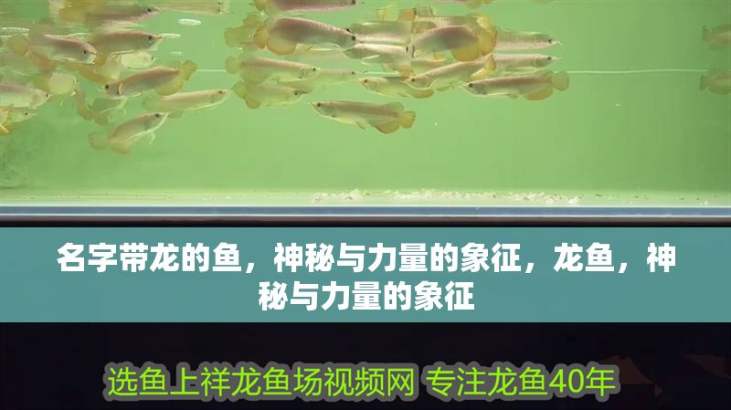 名字帶龍的魚，神秘與力量的象征，龍魚，神秘與力量的象征 名字帶龍的魚，神秘與力量的象征，龍魚，神秘與力量的象征 龍魚百科 第1張