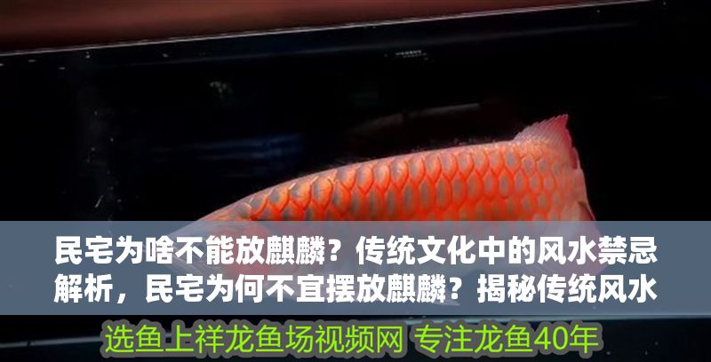 民宅為啥不能放麒麟？傳統文化中的風水禁忌解析，民宅為何不宜擺放麒麟？揭秘傳統風水中的禁忌與講究 民宅為啥不能放麒麟？傳統文化中的風水禁忌解析，民宅為何不宜擺放麒麟？揭秘傳統風水中的禁忌與講究 龍魚百科 第1張