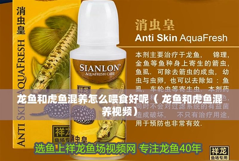龍魚和虎魚混養(yǎng)怎么喂食好呢（ 龍魚和虎魚混養(yǎng)視頻）