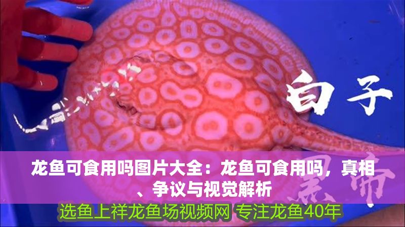龍魚可食用嗎圖片大全：龍魚可食用嗎，真相、爭議與視覺解析