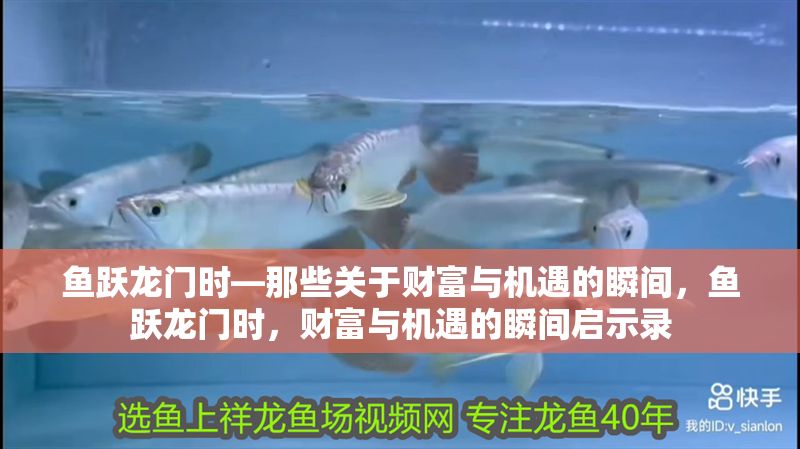 魚躍龍門時—那些關于財富與機遇的瞬間，魚躍龍門時，財富與機遇的瞬間啟示錄