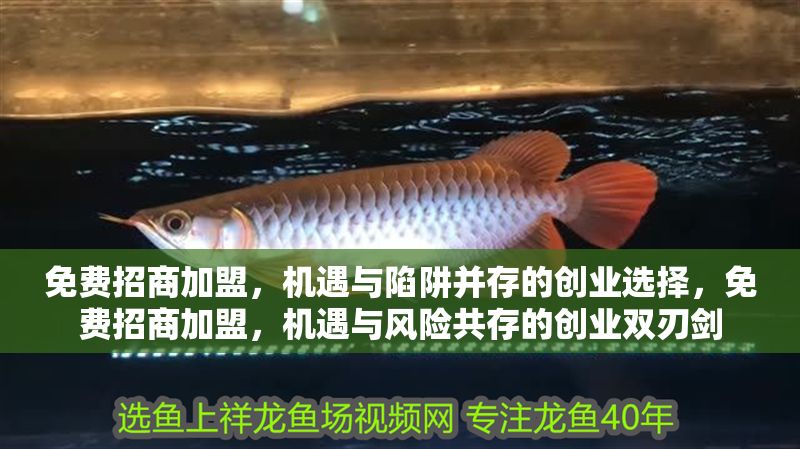 免費招商加盟，機遇與陷阱并存的創(chuàng)業(yè)選擇，免費招商加盟，機遇與風險共存的創(chuàng)業(yè)雙刃劍