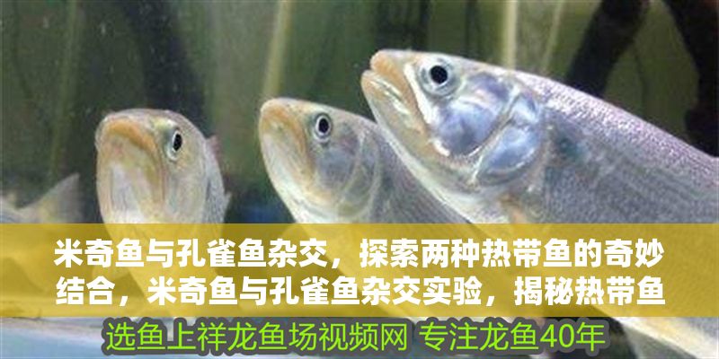 米奇魚(yú)與孔雀魚(yú)雜交，探索兩種熱帶魚(yú)的奇妙結(jié)合，米奇魚(yú)與孔雀魚(yú)雜交實(shí)驗(yàn)，揭秘?zé)釒~(yú)混血新物種