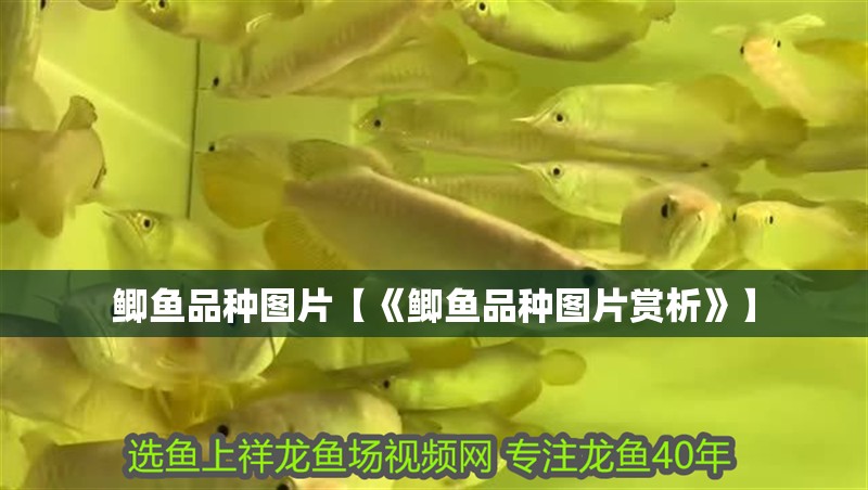 鯽魚品種圖片【《鯽魚品種圖片賞析》】