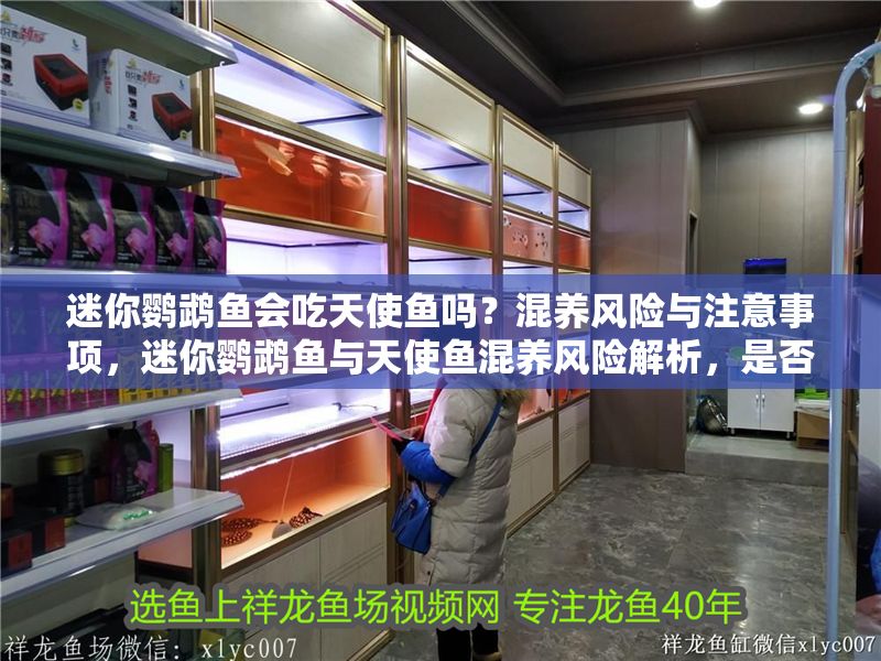 迷你鸚鵡魚會吃天使魚嗎？混養風險與注意事項，迷你鸚鵡魚與天使魚混養風險解析，是否會互相攻擊及注意事項