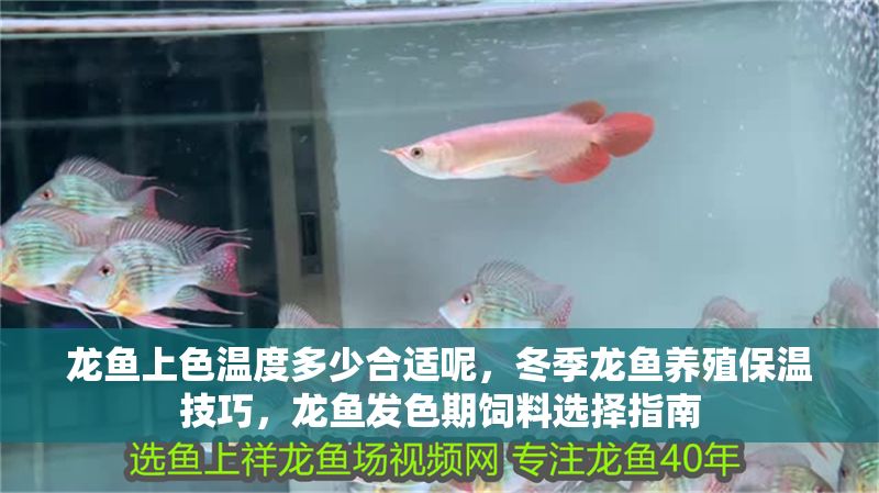 龍魚上色溫度多少合適呢，冬季龍魚養(yǎng)殖保溫技巧，龍魚發(fā)色期飼料選擇指南