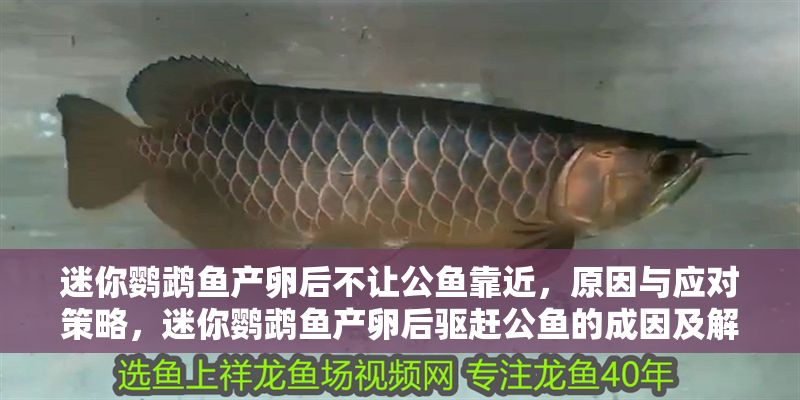 迷你鸚鵡魚產卵后不讓公魚靠近，原因與應對策略，迷你鸚鵡魚產卵后驅趕公魚的成因及解決措施