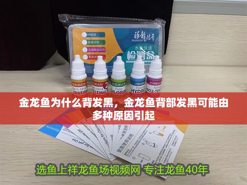 金龍魚為什么背發黑，金龍魚背部發黑可能由多種原因引起 金龍魚為什么背發黑，金龍魚背部發黑可能由多種原因引起 龍魚百科 第2張
