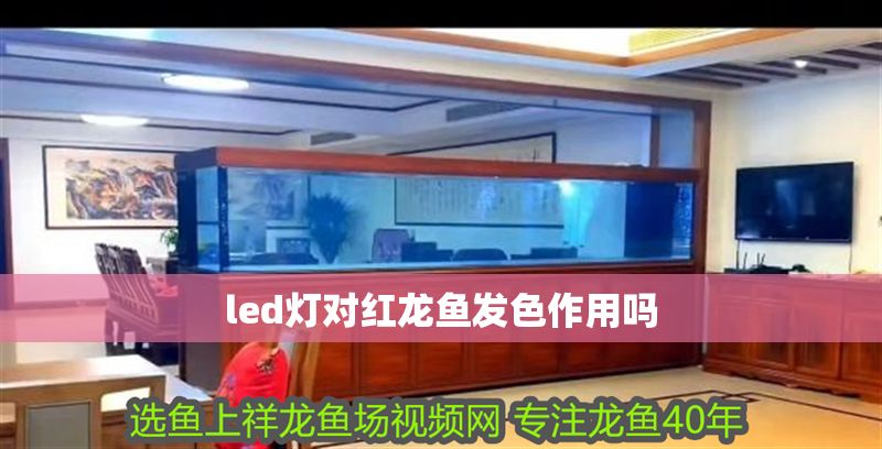 led燈對紅龍魚發色作用嗎 龍魚百科 第1張 led燈對紅龍魚發色作用嗎 led燈對紅龍魚發色作用嗎 龍魚百科 第1張