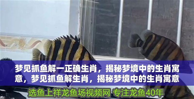 夢(mèng)見(jiàn)抓魚(yú)解一正確生肖，揭秘夢(mèng)境中的生肖寓意，夢(mèng)見(jiàn)抓魚(yú)解生肖，揭秘夢(mèng)境中的生肖寓意