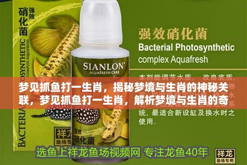 夢見抓魚打一生肖，揭秘夢境與生肖的神秘關聯，夢見抓魚打一生肖，解析夢境與生肖的奇妙聯系