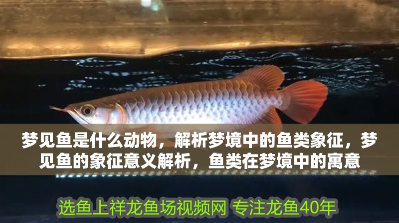 夢見魚是什么動物，解析夢境中的魚類象征，夢見魚的象征意義解析，魚類在夢境中的寓意 夢見魚是什么動物，解析夢境中的魚類象征，夢見魚的象征意義解析，魚類在夢境中的寓意 龍魚百科 第1張