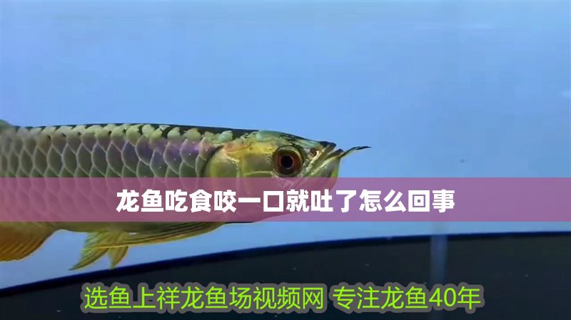 龍魚吃食咬一口就吐了怎么回事