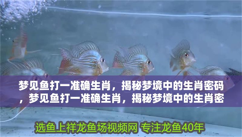 夢見魚打一準確生肖，揭秘夢境中的生肖密碼，夢見魚打一準確生肖，揭秘夢境中的生肖密碼 夢見魚打一準確生肖，揭秘夢境中的生肖密碼，夢見魚打一準確生肖，揭秘夢境中的生肖密碼 龍魚百科 第1張