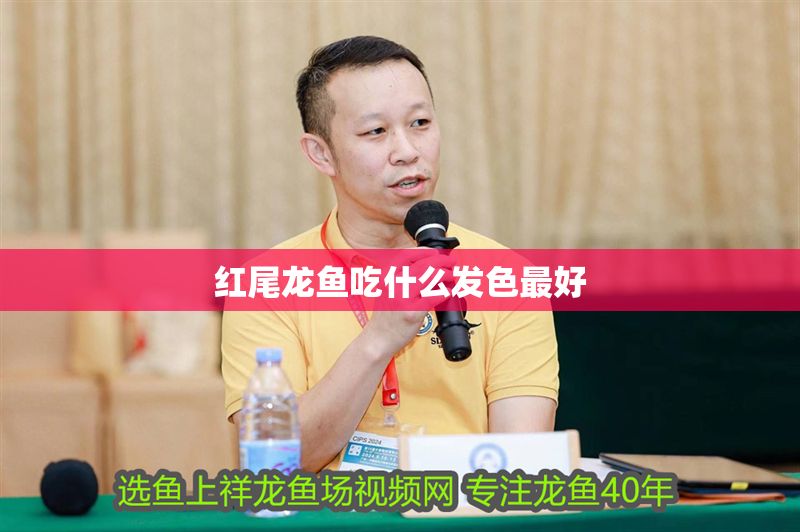 紅尾龍魚吃什么發色最好 龍魚百科 第1張 紅尾龍魚吃什么發色最好 紅尾龍魚吃什么發色最好 龍魚百科 第1張