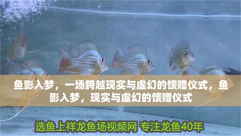 魚影入夢(mèng)，一場(chǎng)跨越現(xiàn)實(shí)與虛幻的饋贈(zèng)儀式，魚影入夢(mèng)，現(xiàn)實(shí)與虛幻的饋贈(zèng)儀式