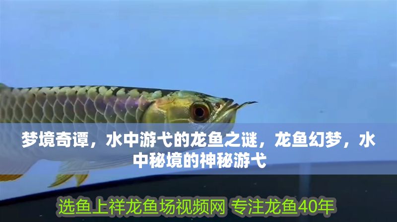 夢境奇譚，水中游弋的龍魚之謎，龍魚幻夢，水中秘境的神秘游弋