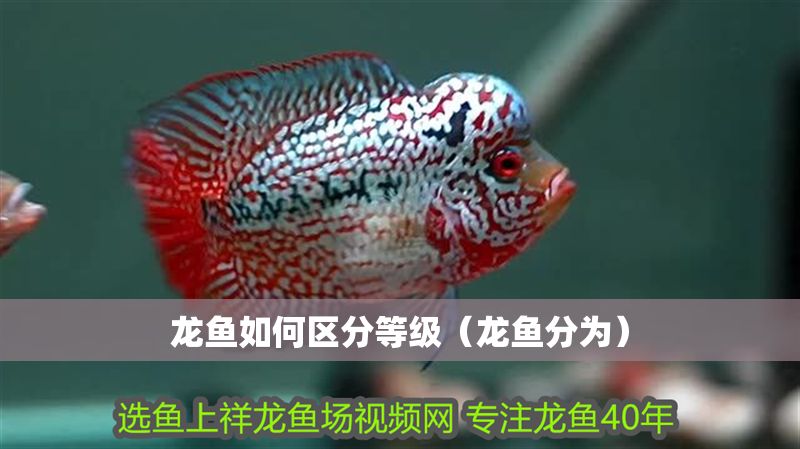 龍魚如何區分等級（龍魚分為）
