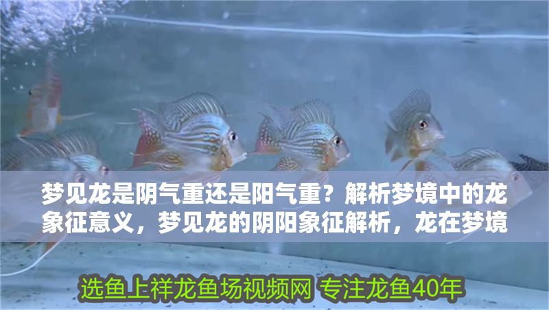 夢見龍是陰氣重還是陽氣重？解析夢境中的龍象征意義，夢見龍的陰陽象征解析，龍在夢境中的吉兇寓意
