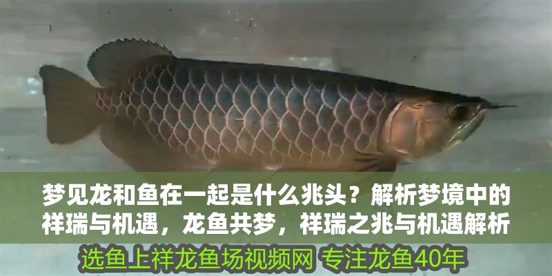 夢見龍和魚在一起是什么兆頭？解析夢境中的祥瑞與機遇，龍魚共夢，祥瑞之兆與機遇解析
