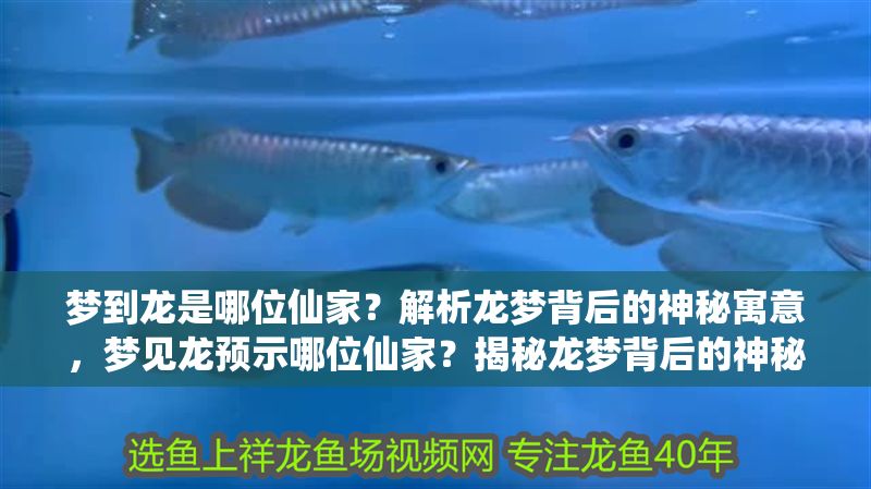 夢到龍是哪位仙家？解析龍夢背后的神秘寓意，夢見龍預示哪位仙家？揭秘龍夢背后的神秘仙緣與寓意