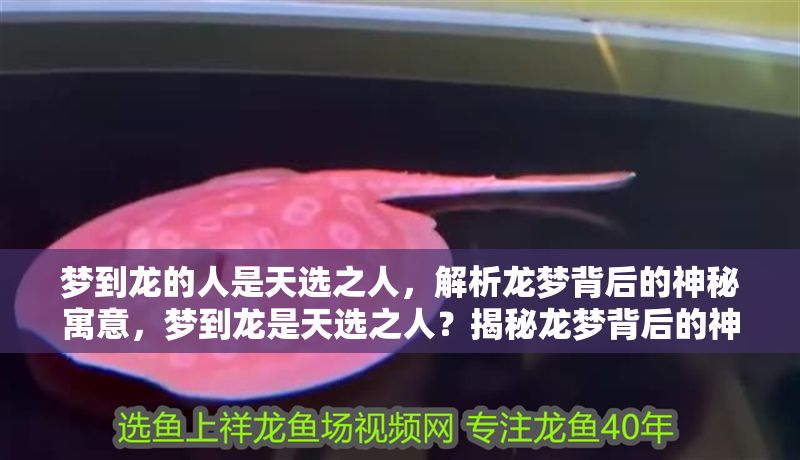 夢到龍的人是天選之人，解析龍夢背后的神秘寓意，夢到龍是天選之人？揭秘龍夢背后的神秘寓意與命運暗示 夢到龍的人是天選之人，解析龍夢背后的神秘寓意，夢到龍是天選之人？揭秘龍夢背后的神秘寓意與命運暗示 龍魚百科 第1張