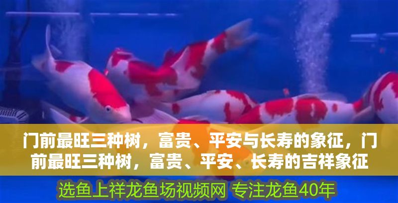 門前最旺三種樹,富貴、平安與長壽的象征,門前最旺三種樹,富貴、平安、長壽的吉祥象征 龍魚百科 第1張 門前最旺三種樹,富貴、平安與長壽的象征,門前最旺三種樹,富貴、平安、長壽的吉祥象征 門前最旺三種樹,富貴、平安與長壽的象征,門前最旺三種樹,富貴、平安、長壽的吉祥象征 龍魚百科 第1張