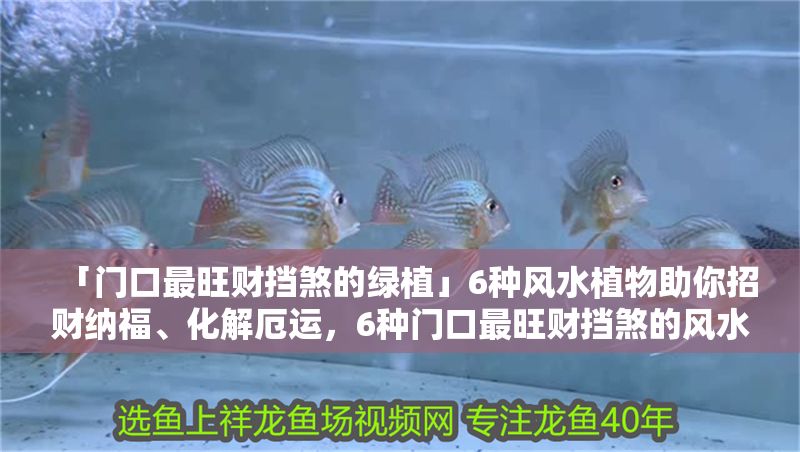 「門口最旺財擋煞的綠植」6種風水植物助你招財納福、化解厄運，6種門口最旺財擋煞的風水綠植，招財納福化解厄運 「門口最旺財擋煞的綠植」6種風水植物助你招財納福、化解厄運，6種門口最旺財擋煞的風水綠植，招財納福化解厄運 龍魚百科 第1張
