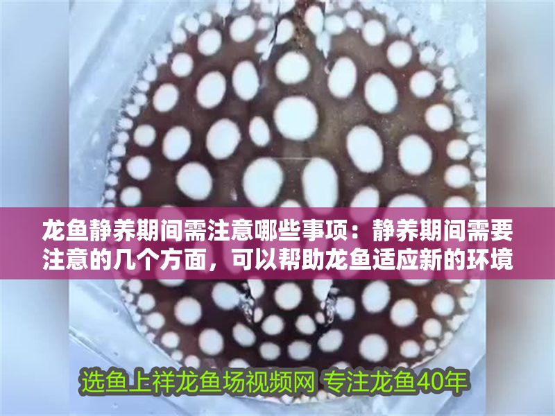 龍魚靜養期間需注意哪些事項：靜養期間需要注意的幾個方面，可以幫助龍魚適應新的環境