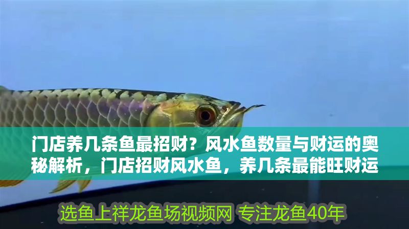 門店養幾條魚最招財？風水魚數量與財運的奧秘解析，門店招財風水魚，養幾條最能旺財運？數量奧秘全解析